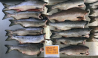 Оптовая продажа рыбы Sankt-Peterburg