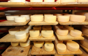 Сыр оптом от производителя Sankt-Peterburg
